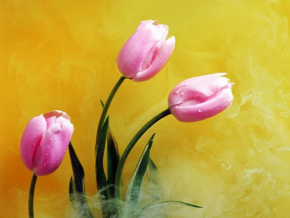 bouquet-wallpapers28.webp