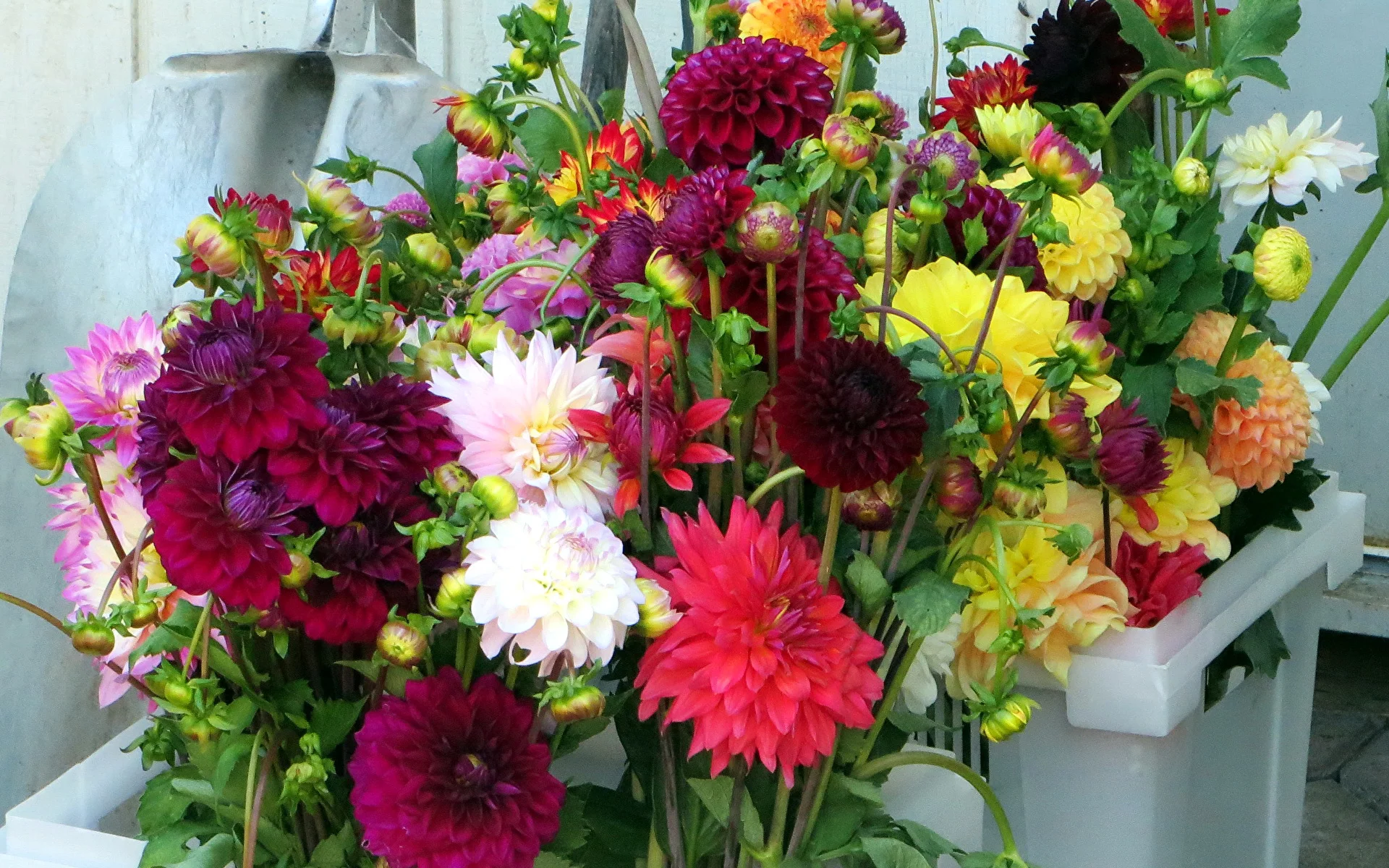Bouquets_Dahlias_493816_1920x1200.webp