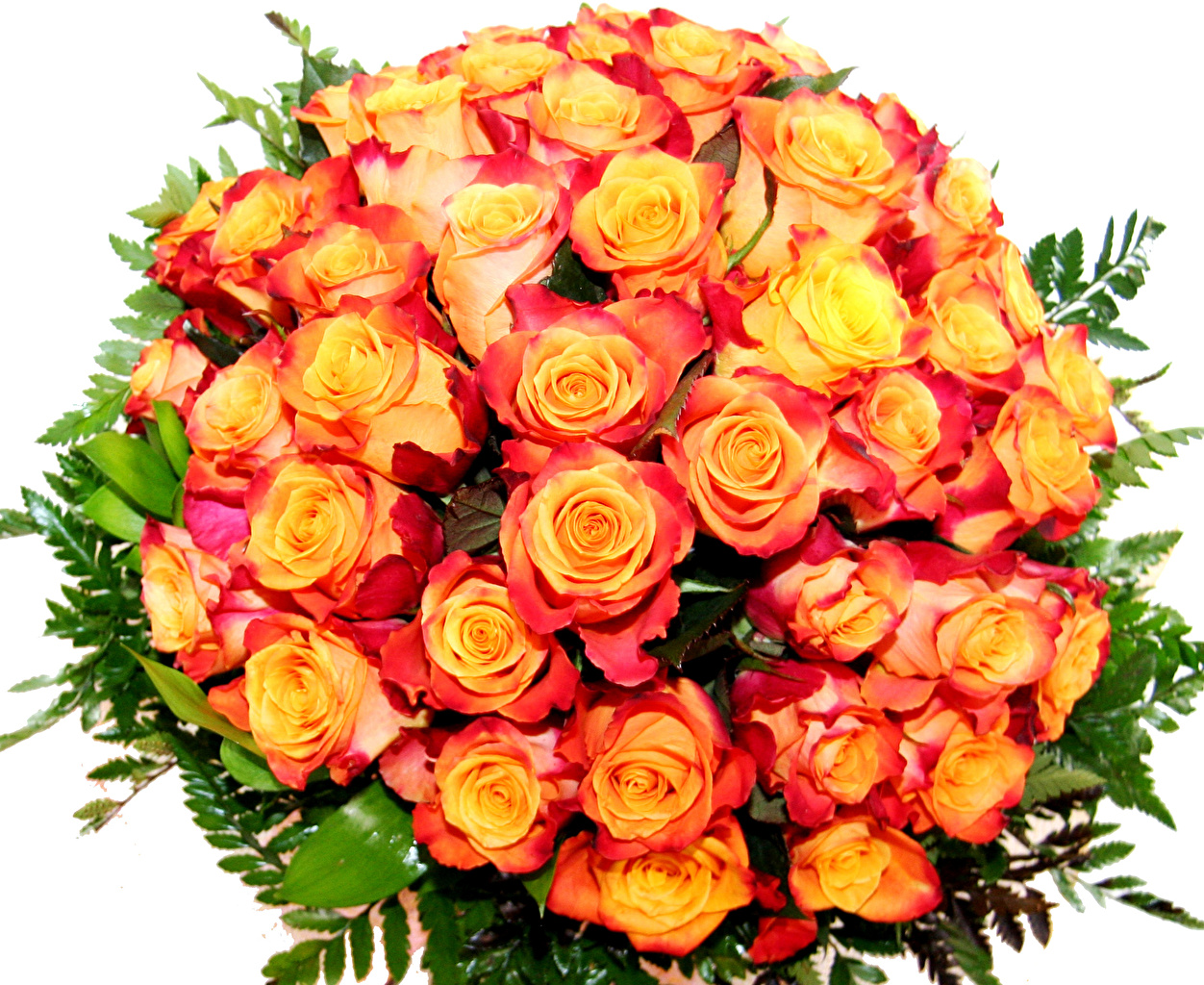 Bouquets_Roses_Closeup_White_background_538985_1252x1024.jpg