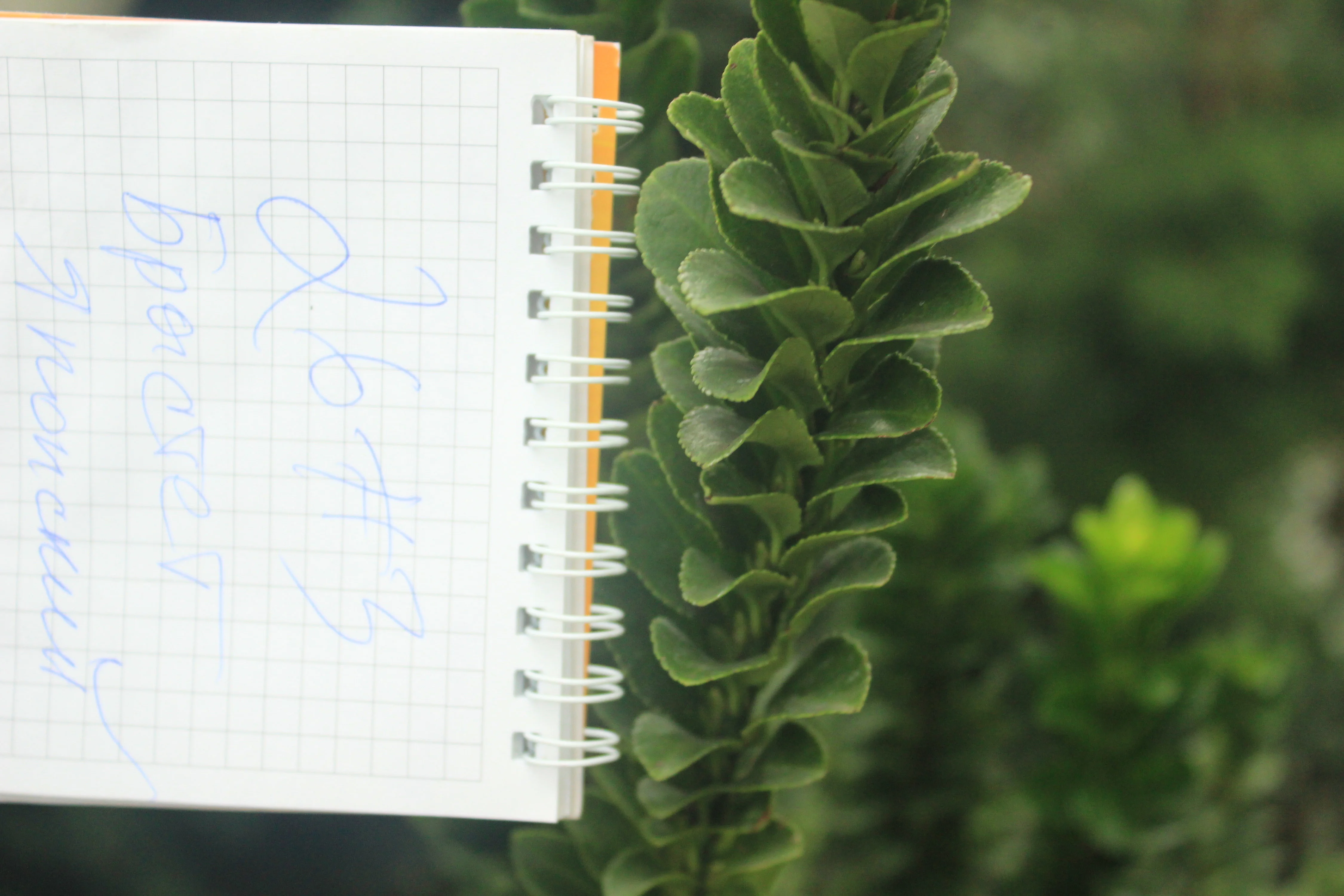 брастет японский от лехи.webp