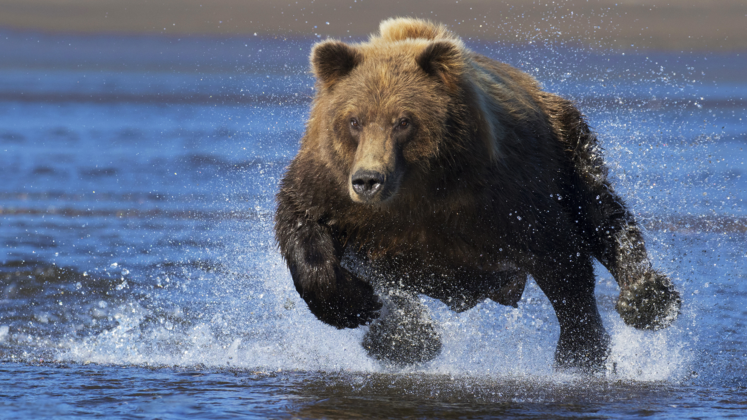 Brown_Bears_Water_Spray_Run_526556_2560x1440.jpg