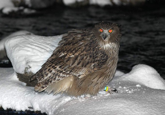 Bubo.jpg