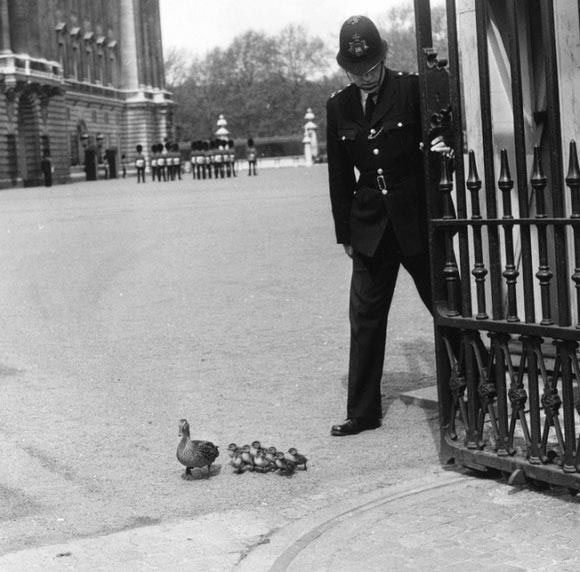 Букенгемский дворец, 1964 г..jpg