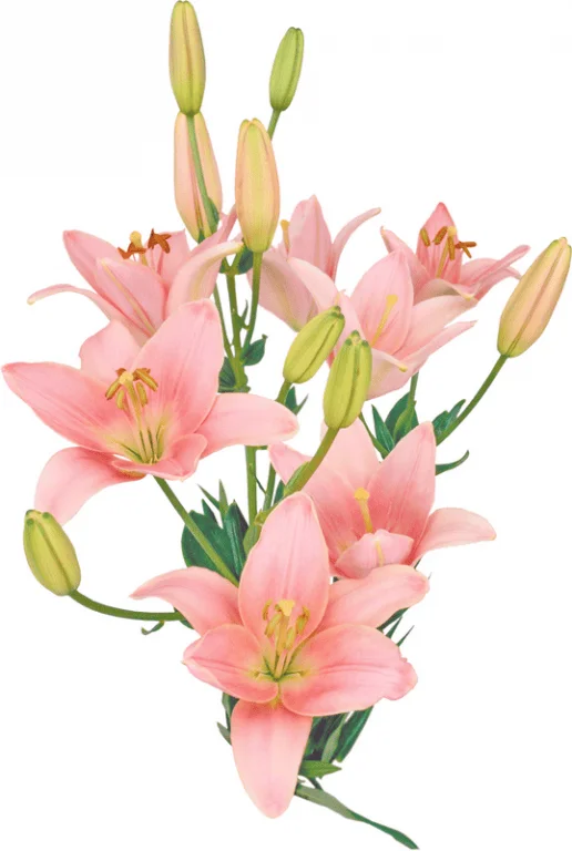 букетик лилии.webp