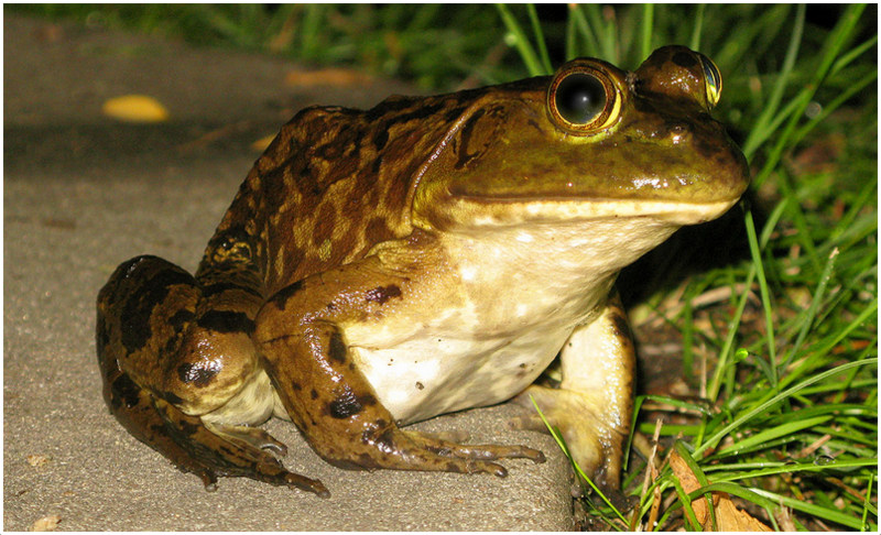 bullfrog-8.jpg