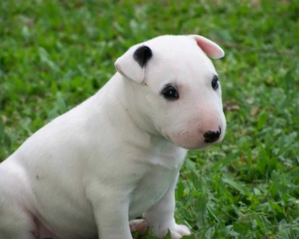 bullterrier-puppy.webp