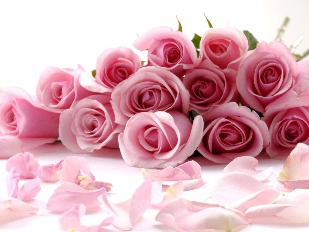 bunch_of_pink_roses_with_petals_lying_around_0.jpg