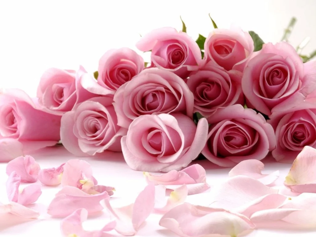 bunch_of_pink_roses_with_petals_lying_around_0.webp