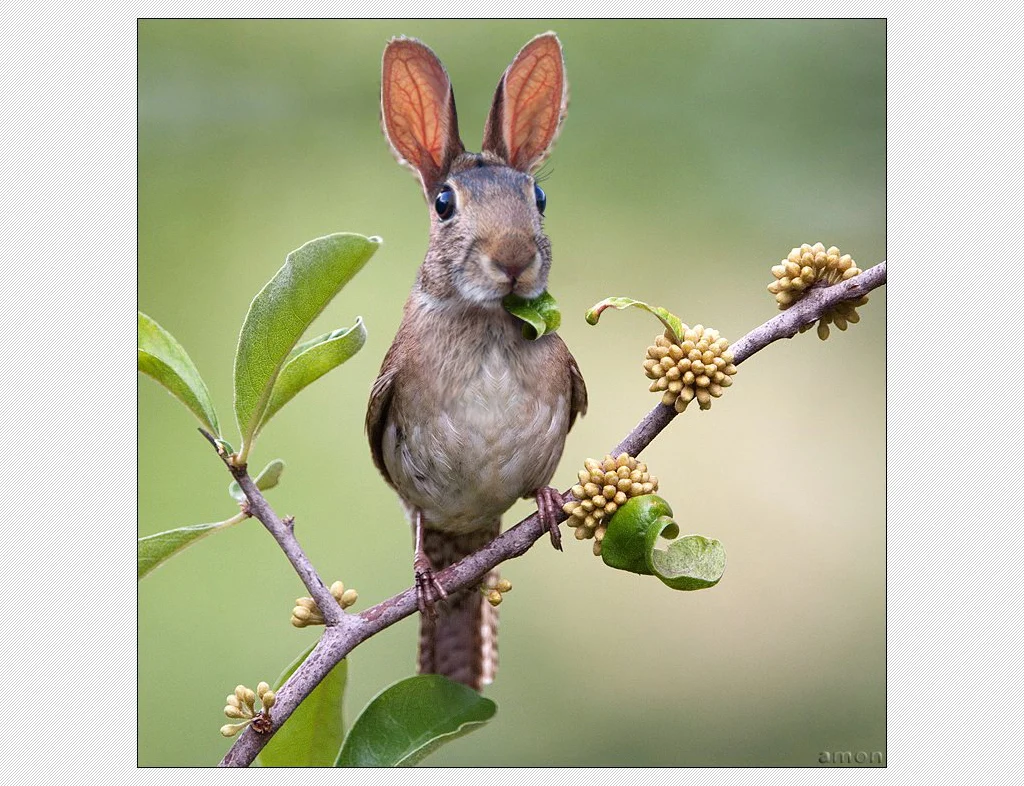 bunny-bird.webp