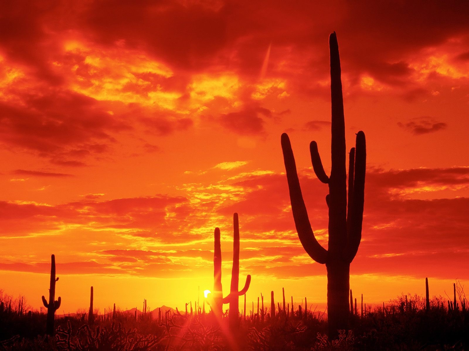 burning-sunset-saguaro-national-park.-arizona.jpg