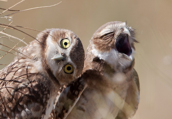 burrowing-owl-pic668-668x444-77478.jpg