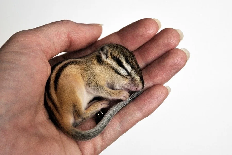 бурундук спит.webp