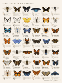 butterflies-butterfly.gif