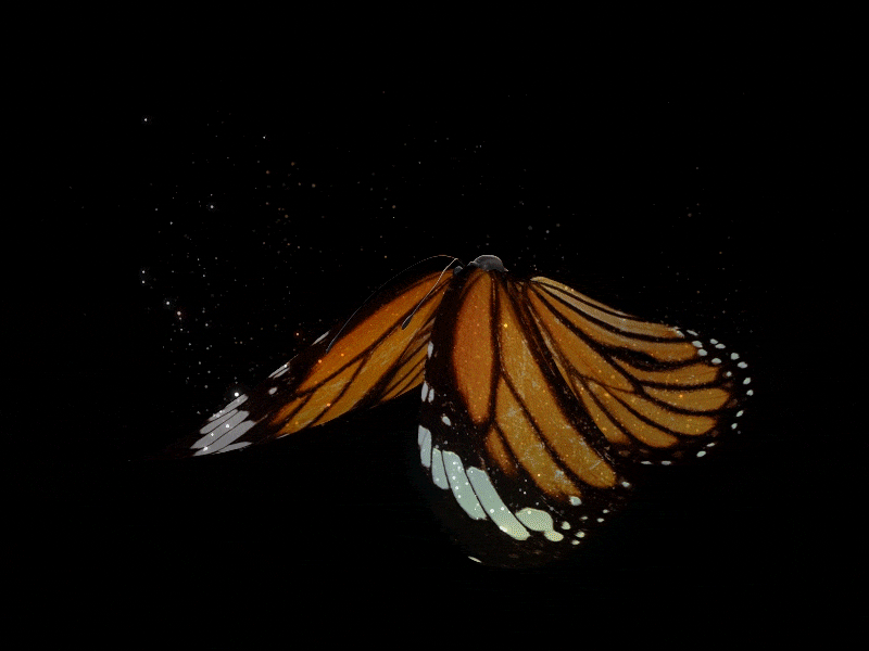 butterfly-animation-97.gif
