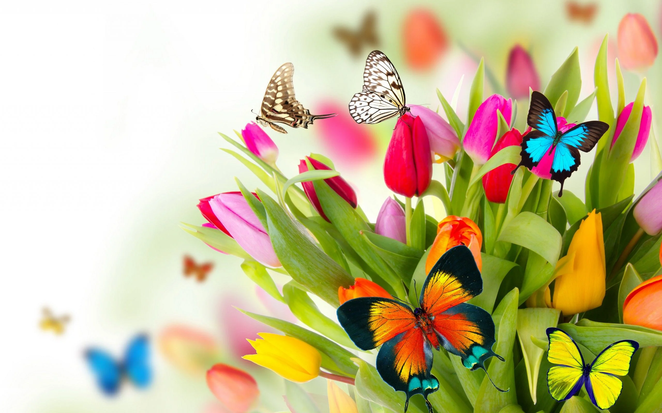 butterfly-gardens-hd-wallpaper.webp