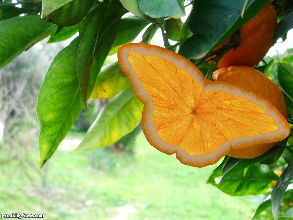 Butterfly-Orange-on-a-Tree-21887.jpg