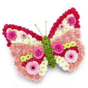 butterfly.webp