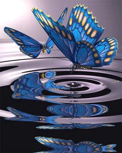 butterfly18.webp