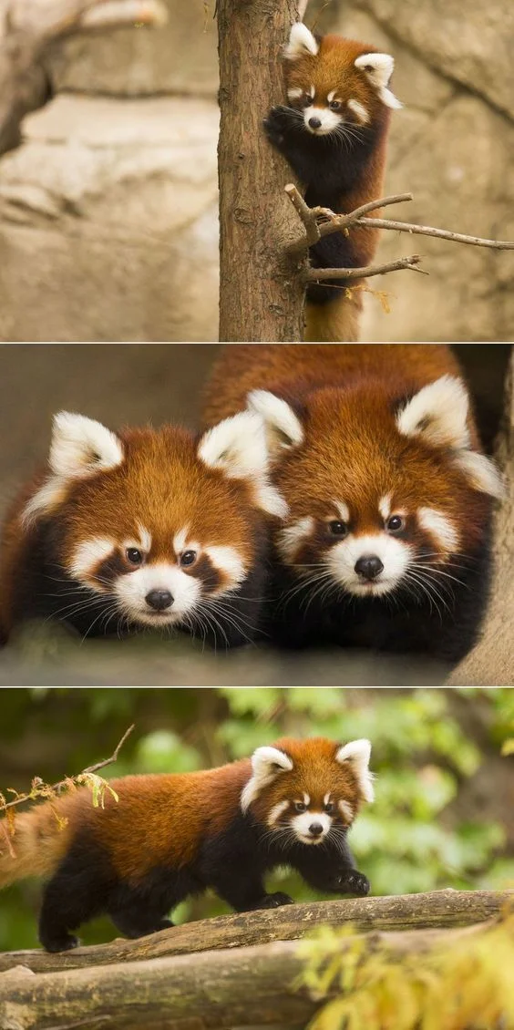 c3ed155a6050416ce8f28a4ef6be727f--baby-red-pandas-zoo.webp
