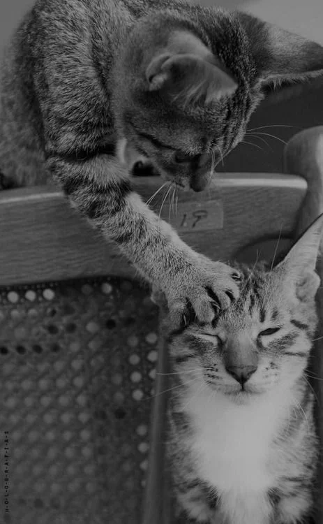 c4e86b76861521f6c9327fc6f323296e (1).webp