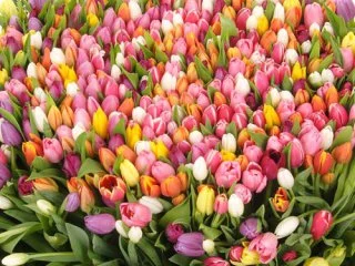 c5c14269dc06.webp