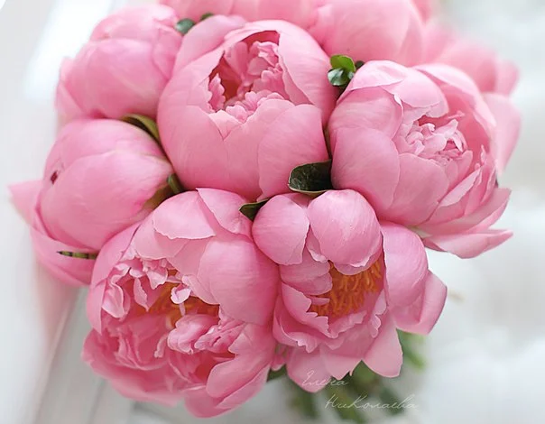 C9gSIswMF6.webp