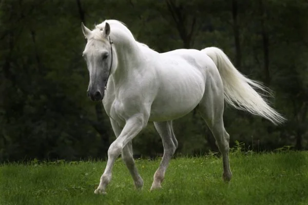 caballos-hermosos-blanco-600x400.webp
