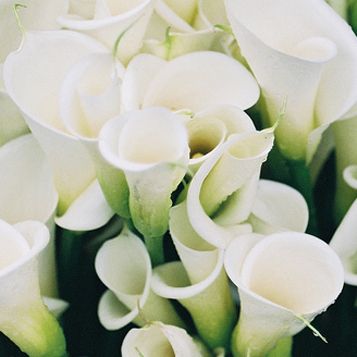 calla-lilies-Main.jpg