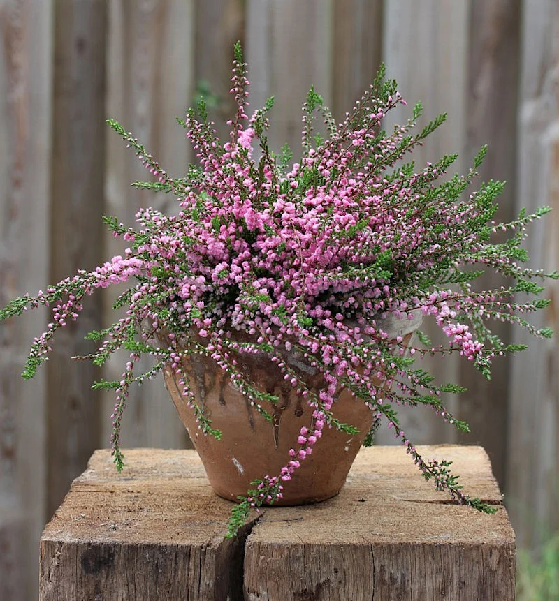Calluna-vulgaris-RedFavorit.webp