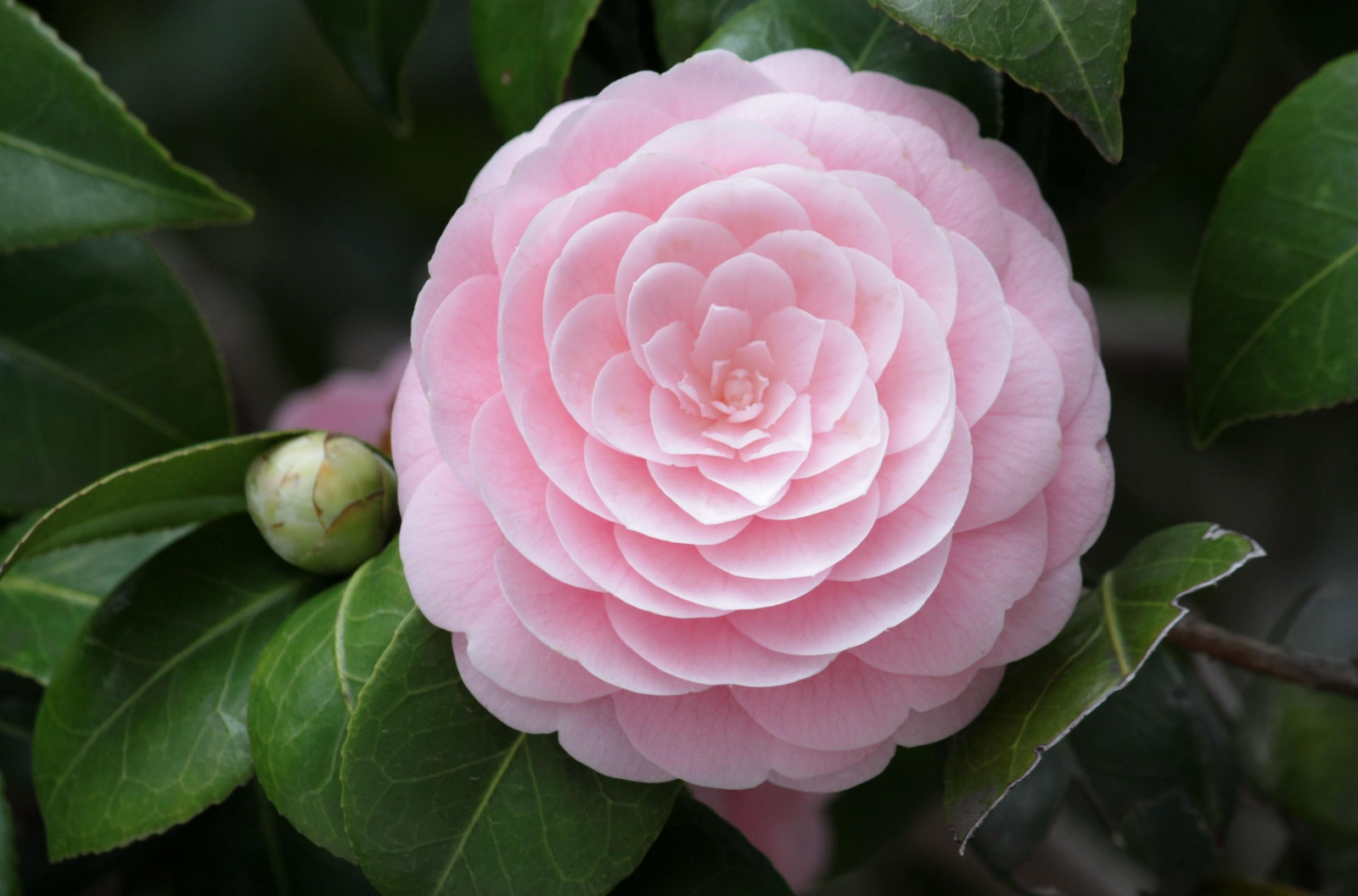 camellia_flower_soft_close_up_bud-1078697.jpg