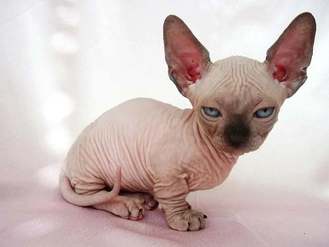 canadian_sphynx_kitten.jpg.pagespeed.ce.fgw1o4OMu4.webp