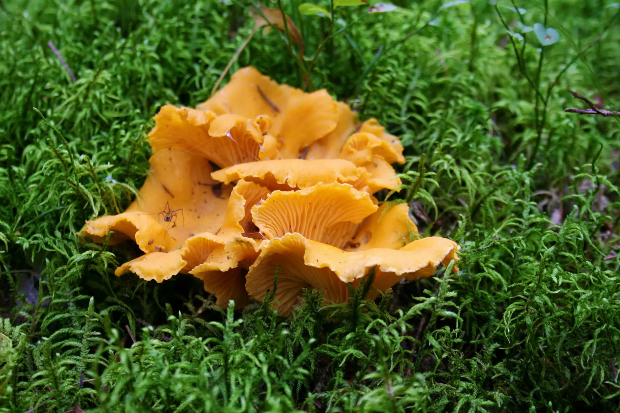 cantharellus-cibarius.webp