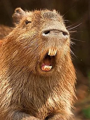 capybara_1_300.jpg.cf.webp
