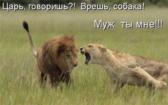 царь.webp
