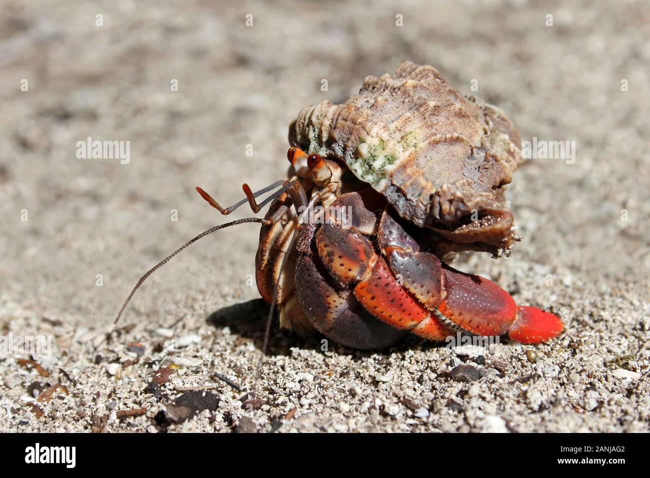 caribbean-hermit-crab-coenobita-clypeatus-2ANJAG2.jpg