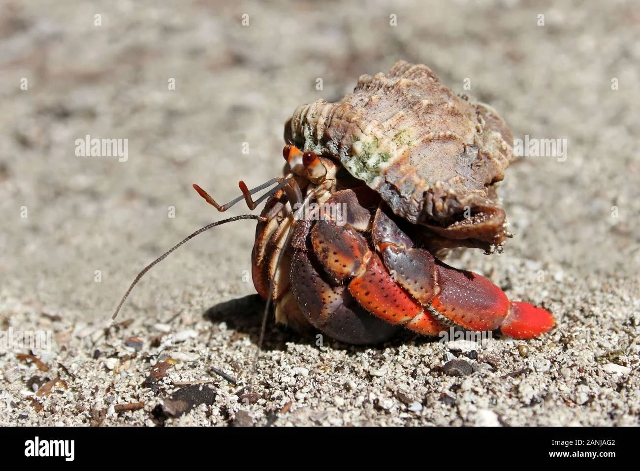 caribbean-hermit-crab-coenobita-clypeatus-2ANJAG2.webp