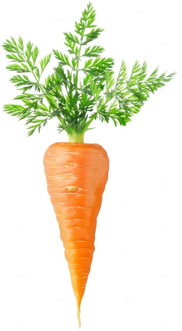 carrot.webp