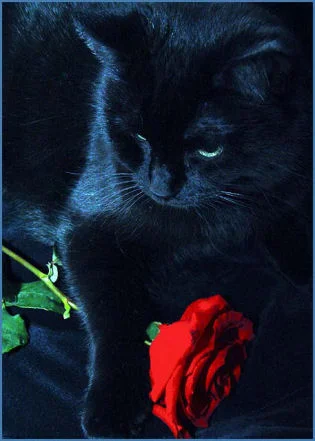 cat 2.webp