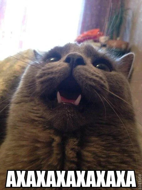 cat-ahahaha.webp