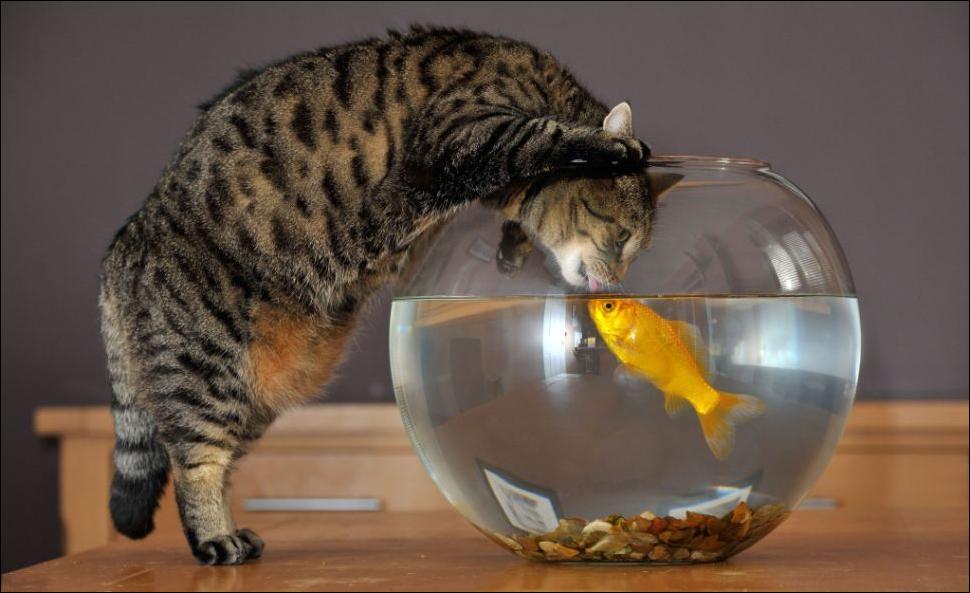 cat-and-goldfish-02.jpg