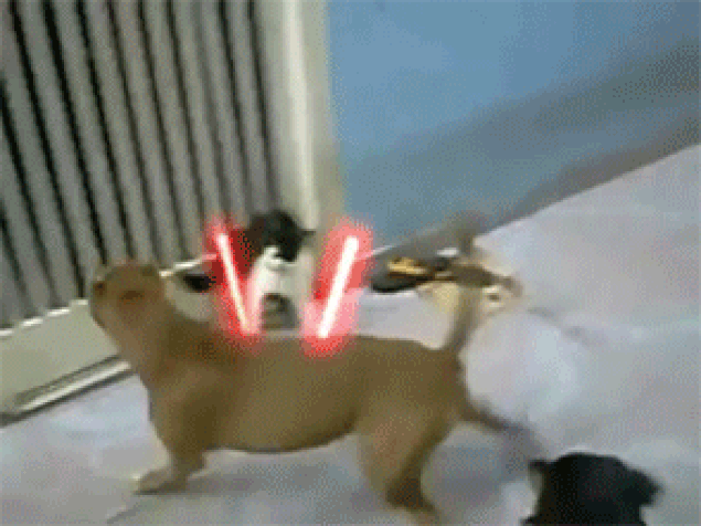 cat-attack-19.gif