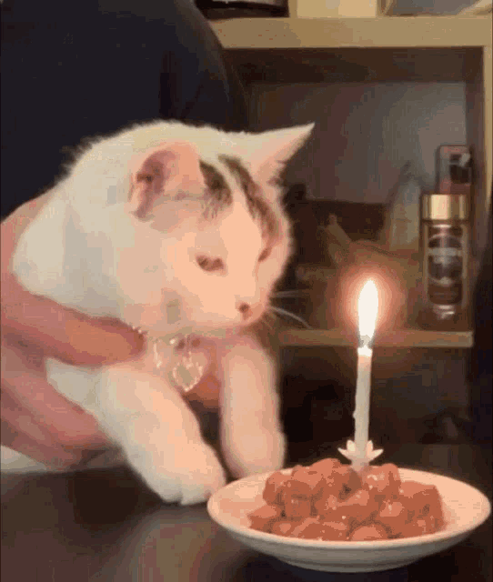 cat-birthday.gif