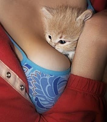 cat-boobs.jpg