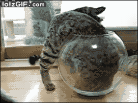 cat-climbs-into-fish-bowl.gif