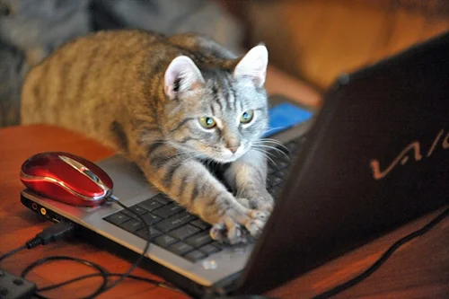cat-computer.webp