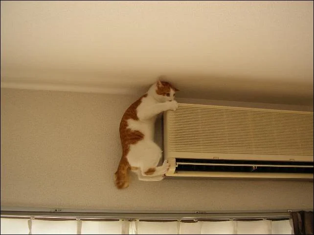 cat-cooling-11.webp