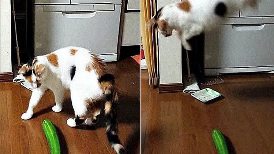 cat-cucumber-viral-video-YouTube-640x480-pic905-895x505-11808.jpg