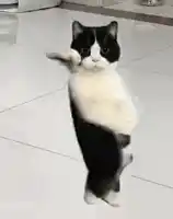 cat-dancing-gif-dancing-cat.webp