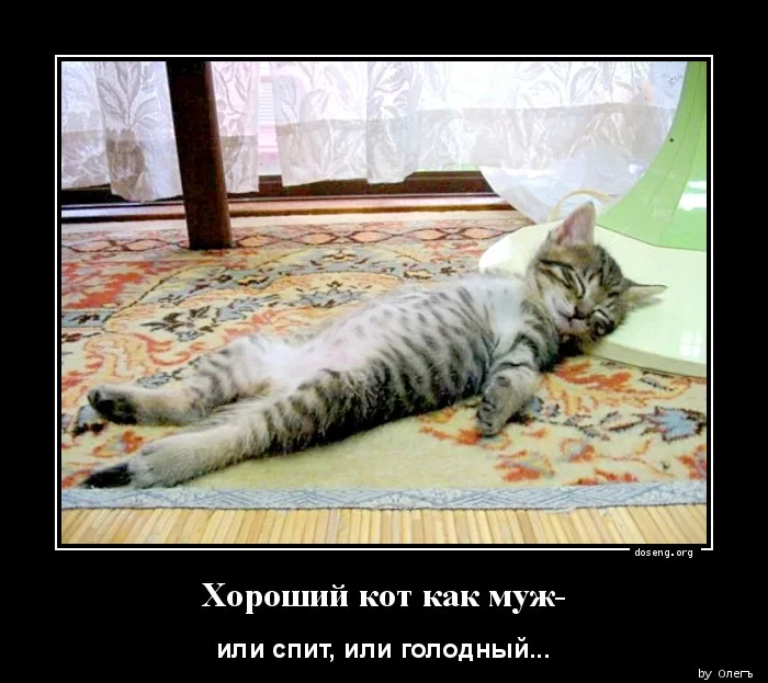 cat-demotivators-1903-18.webp