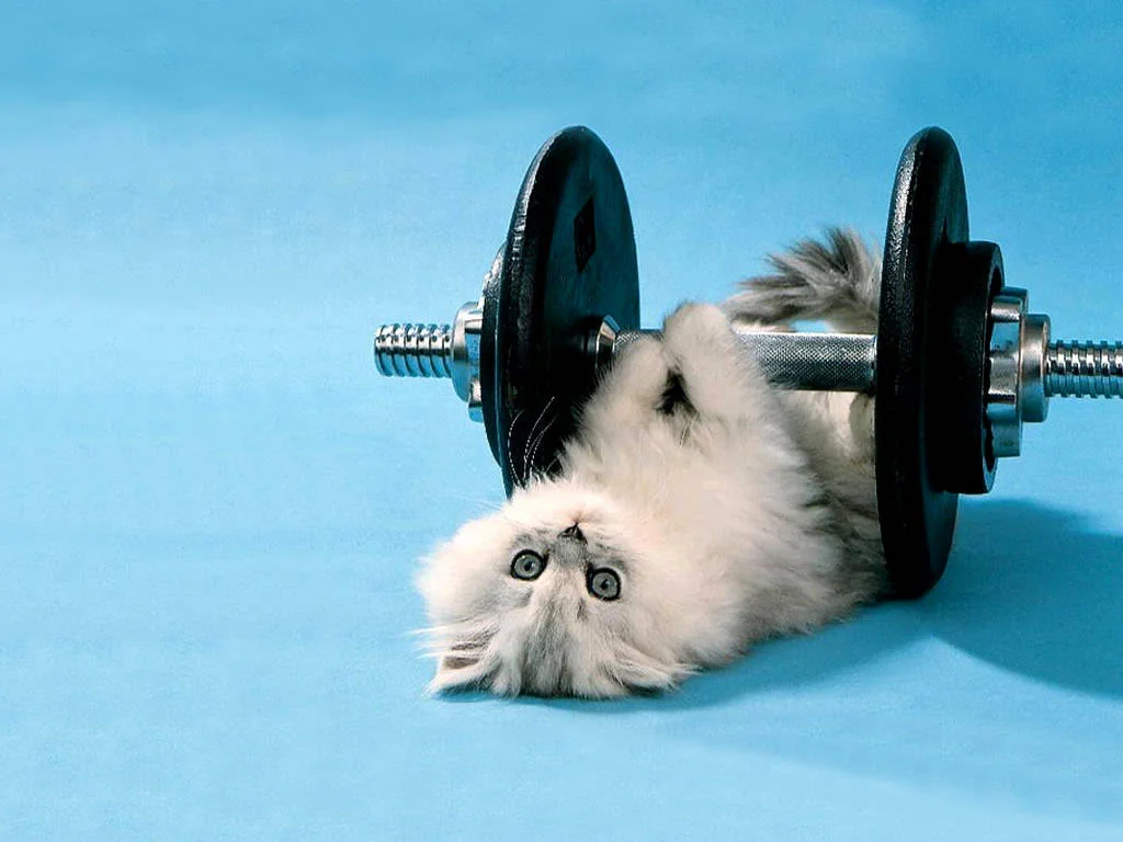cat-doing-excercise.webp
